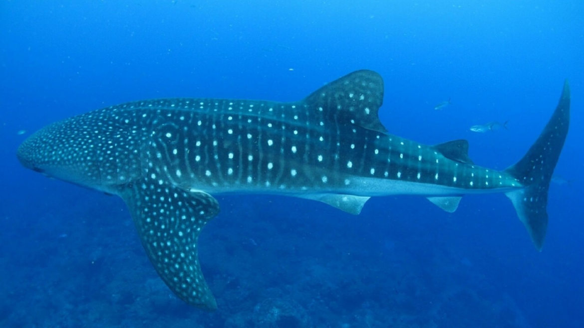 Butanding- the whale shark