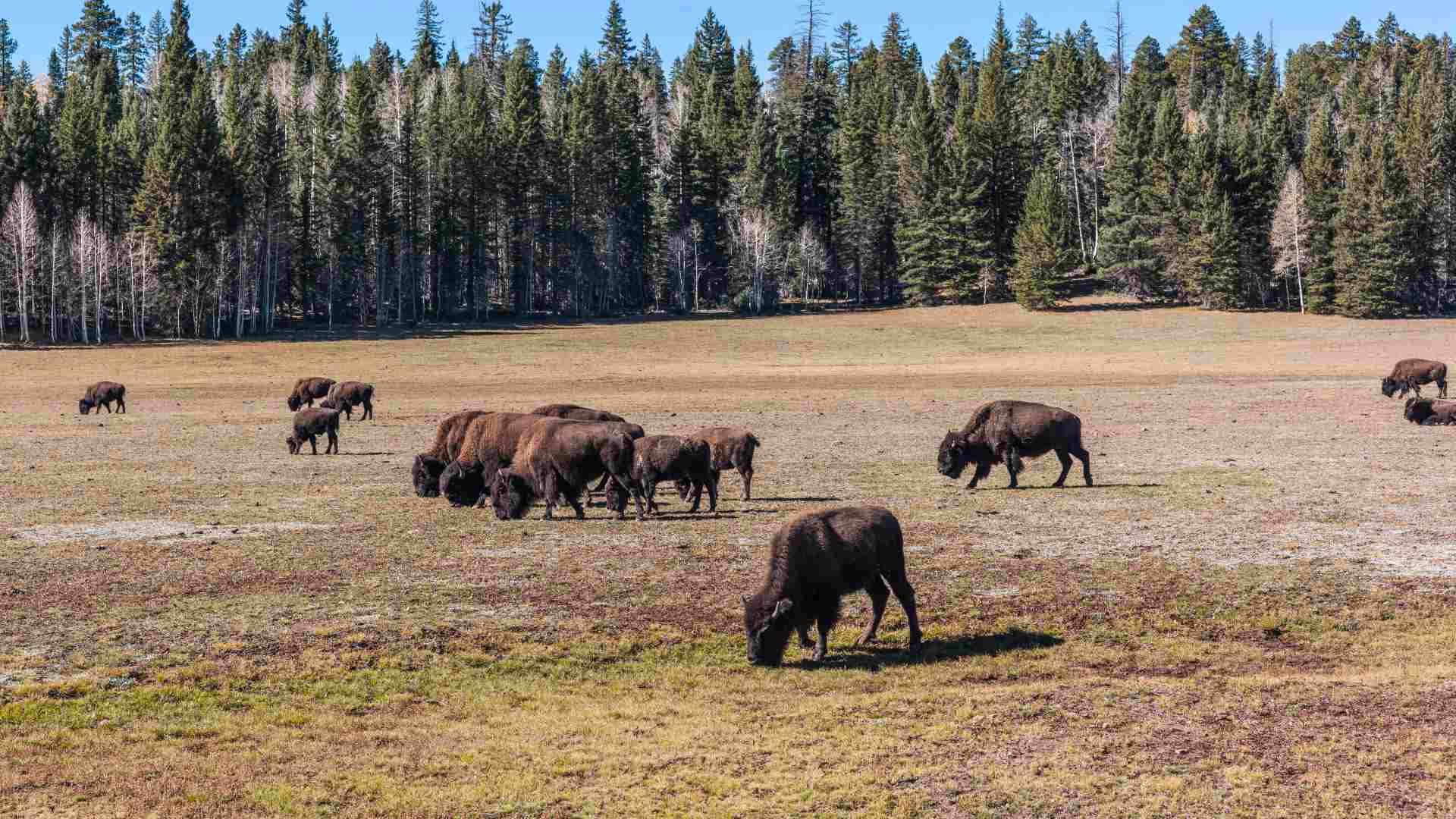 Forests, meadows, and bizons in Kaibab Plateau