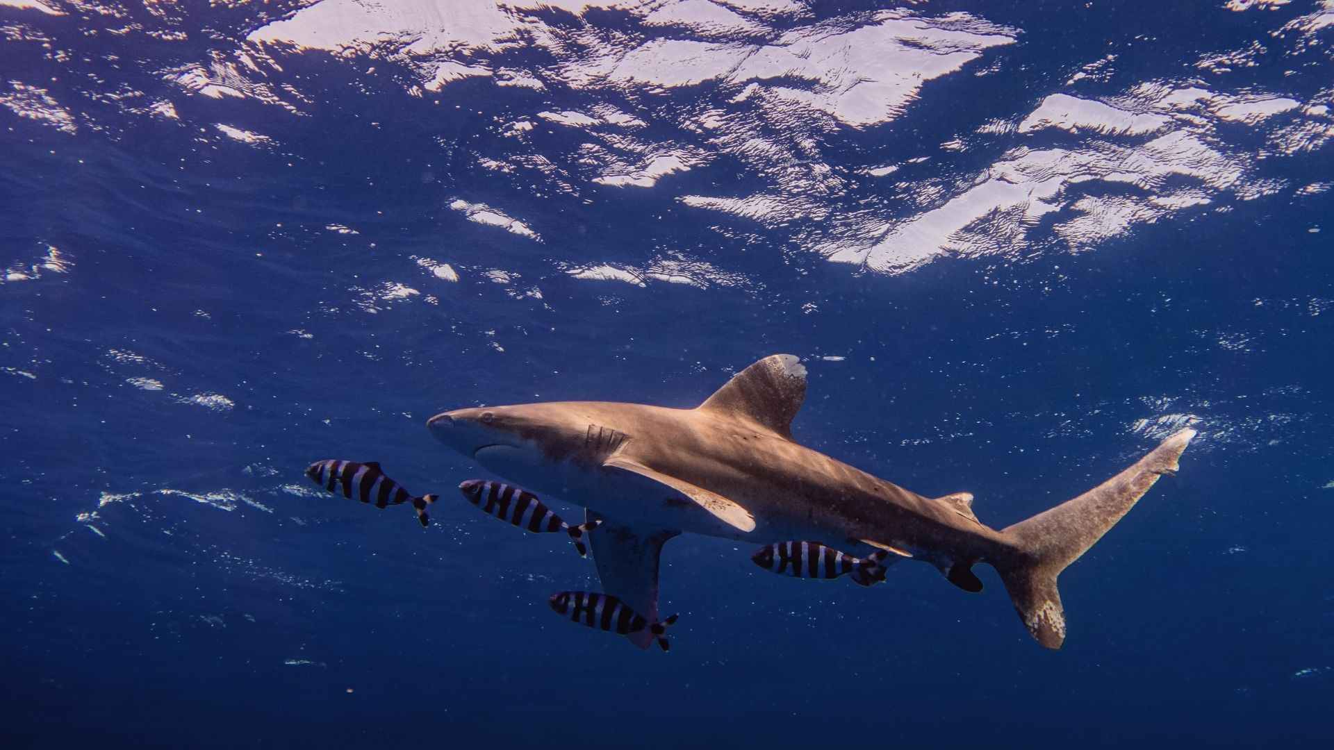 Meeting with a shark