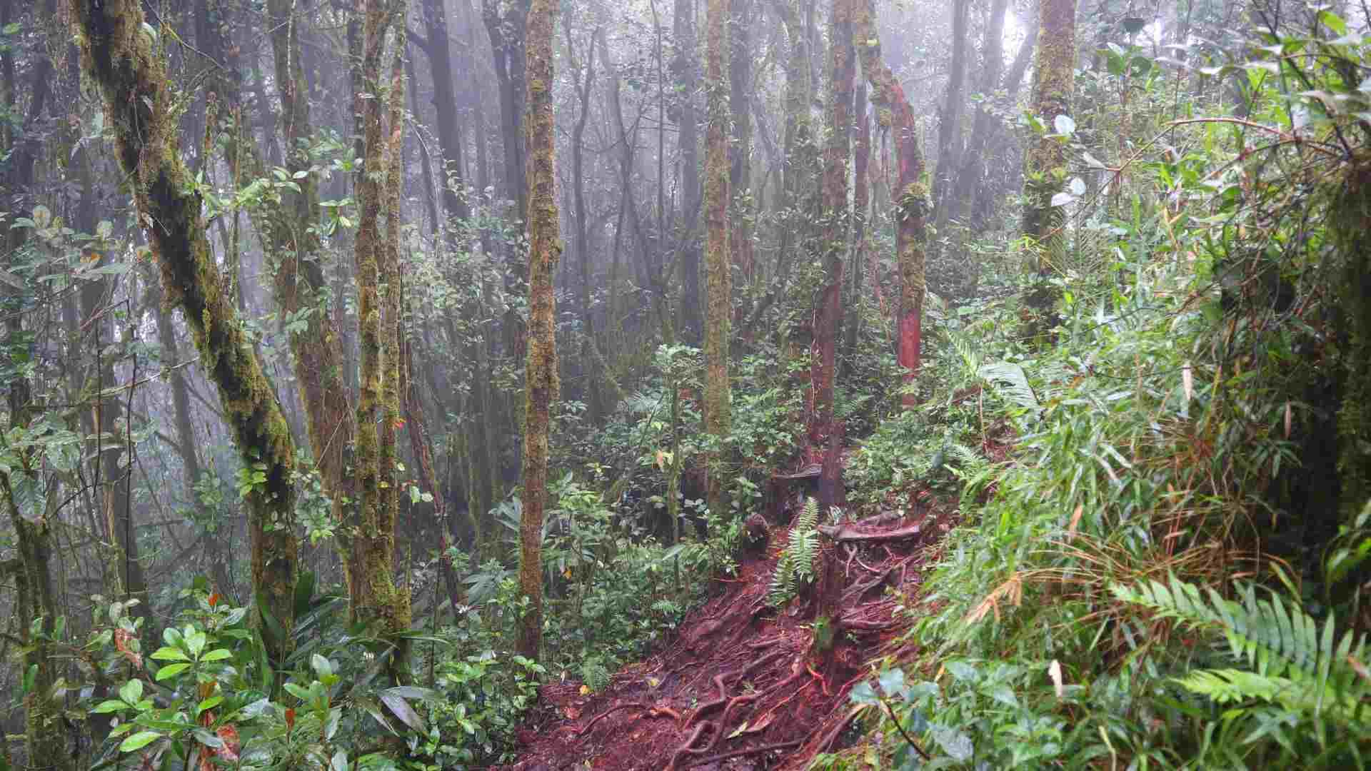 The hiking trail path from the Mossy Forest to Brinchang