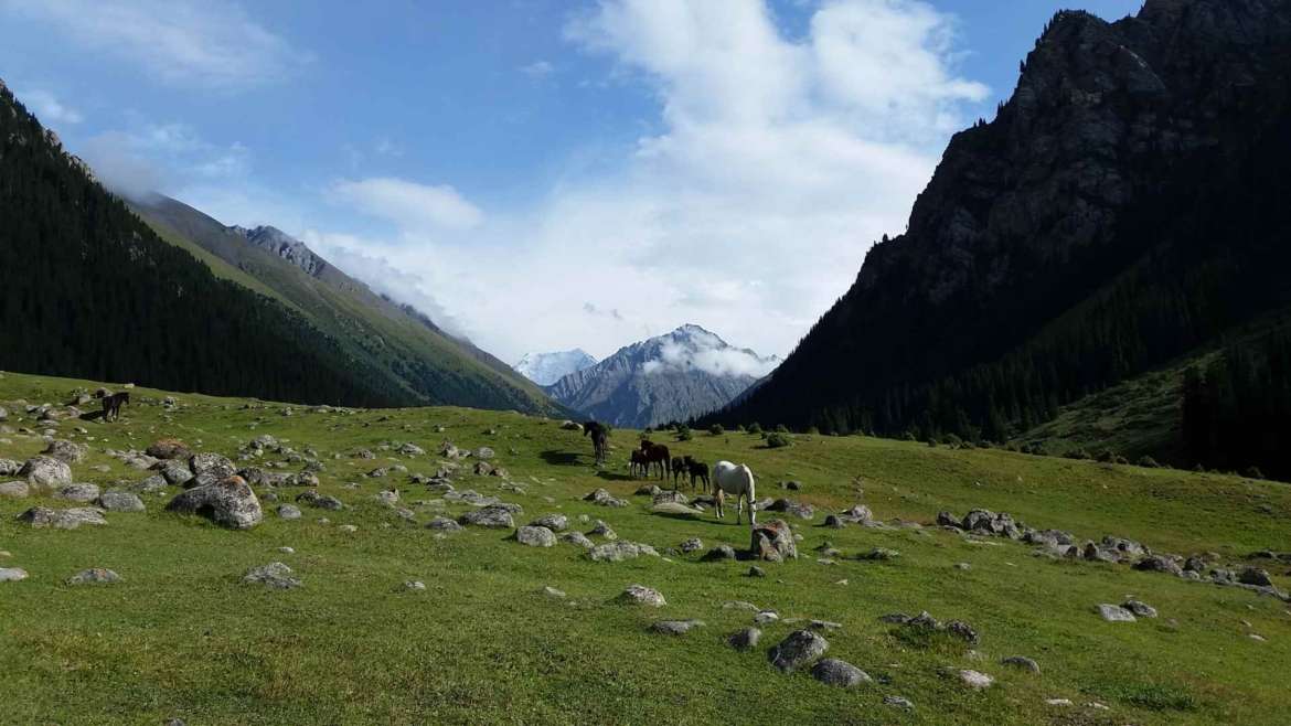 Horses in Altyn Arashan, Kyrgyzstan