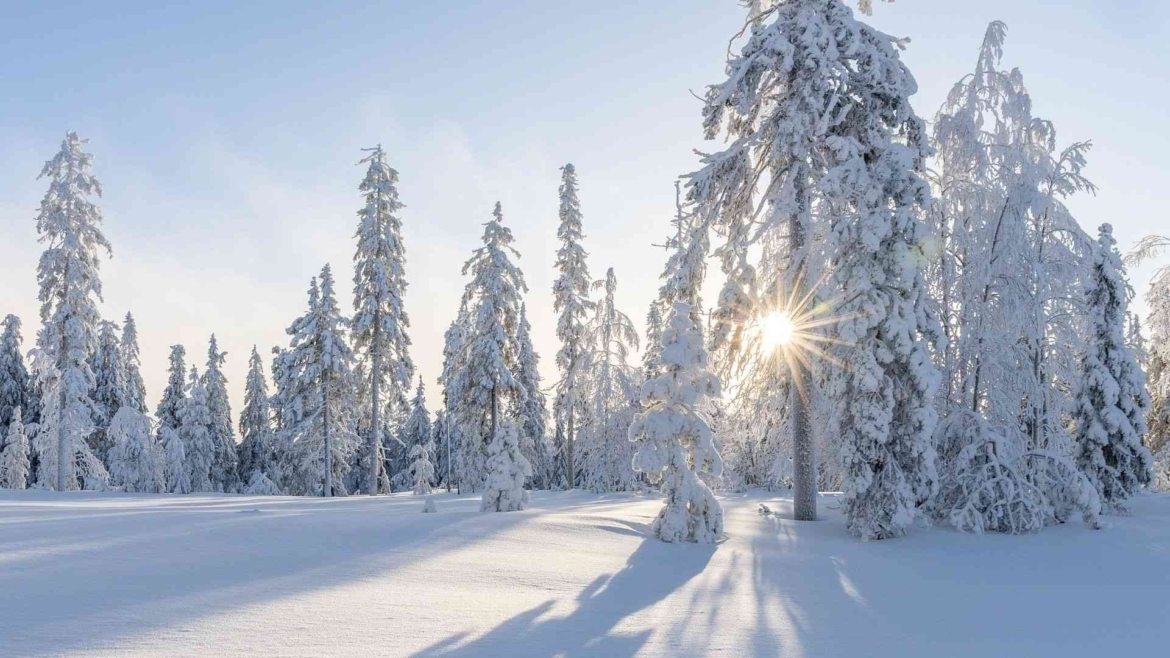 Boreal taiga forest in winter