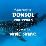 A journey to Donsol, Philippines, in quest for whale sharks