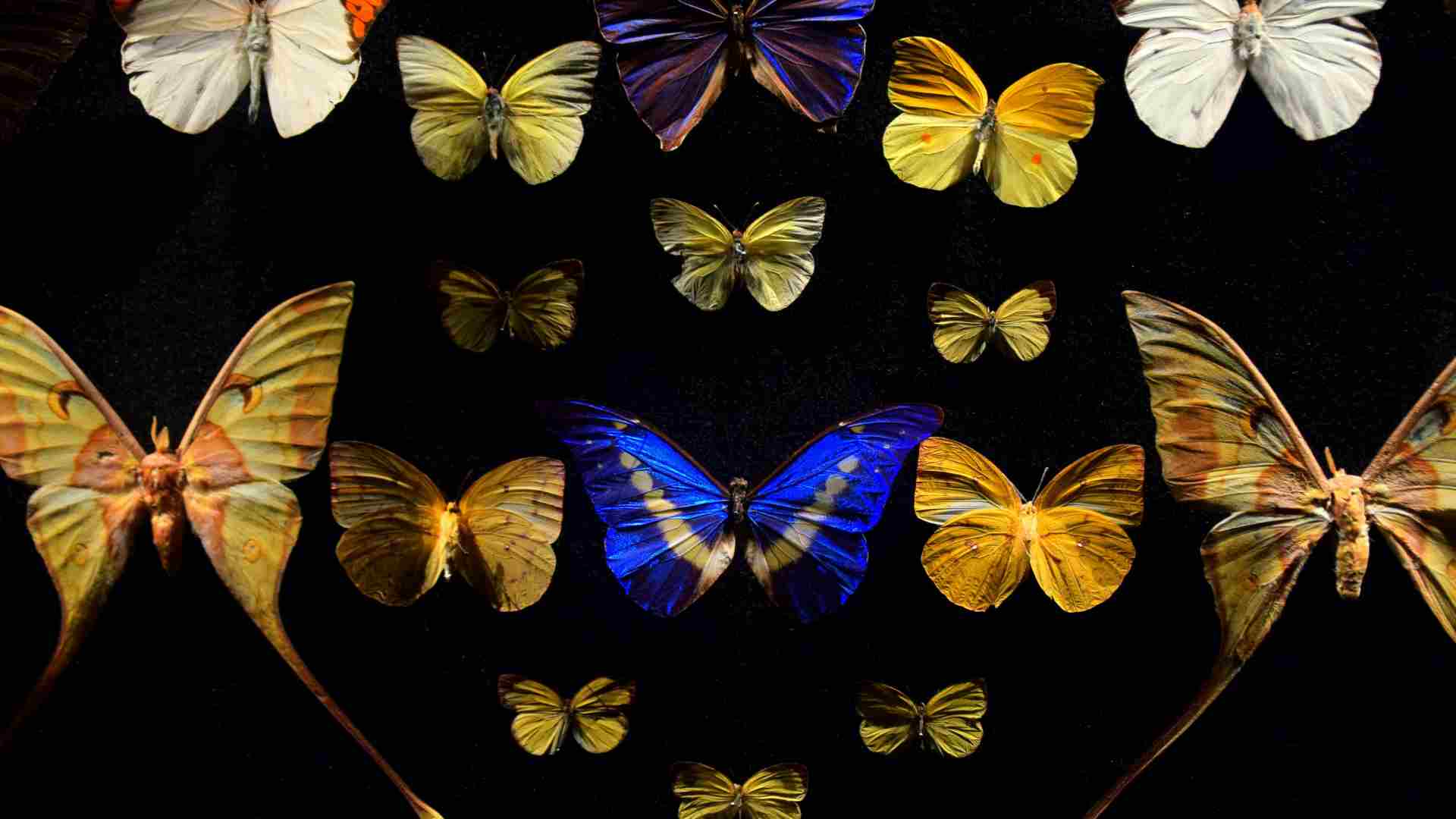 The Kaibab swallowtail butterfly — a rare find