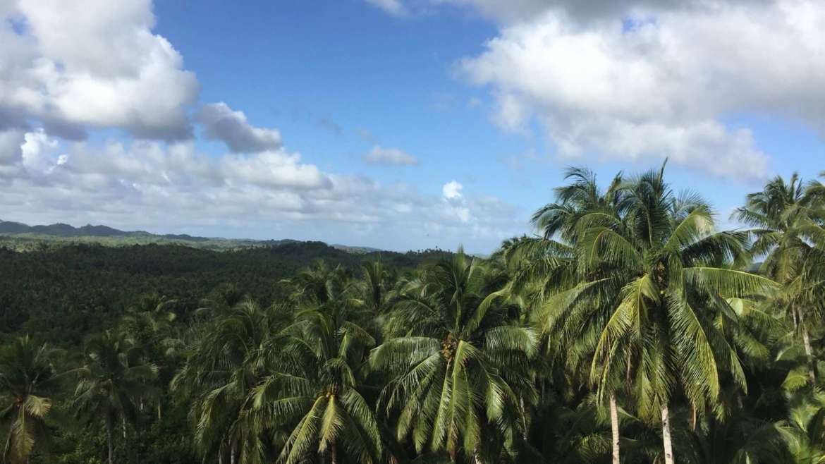 What to do in Siargao- explore the coconut palm forest of the island