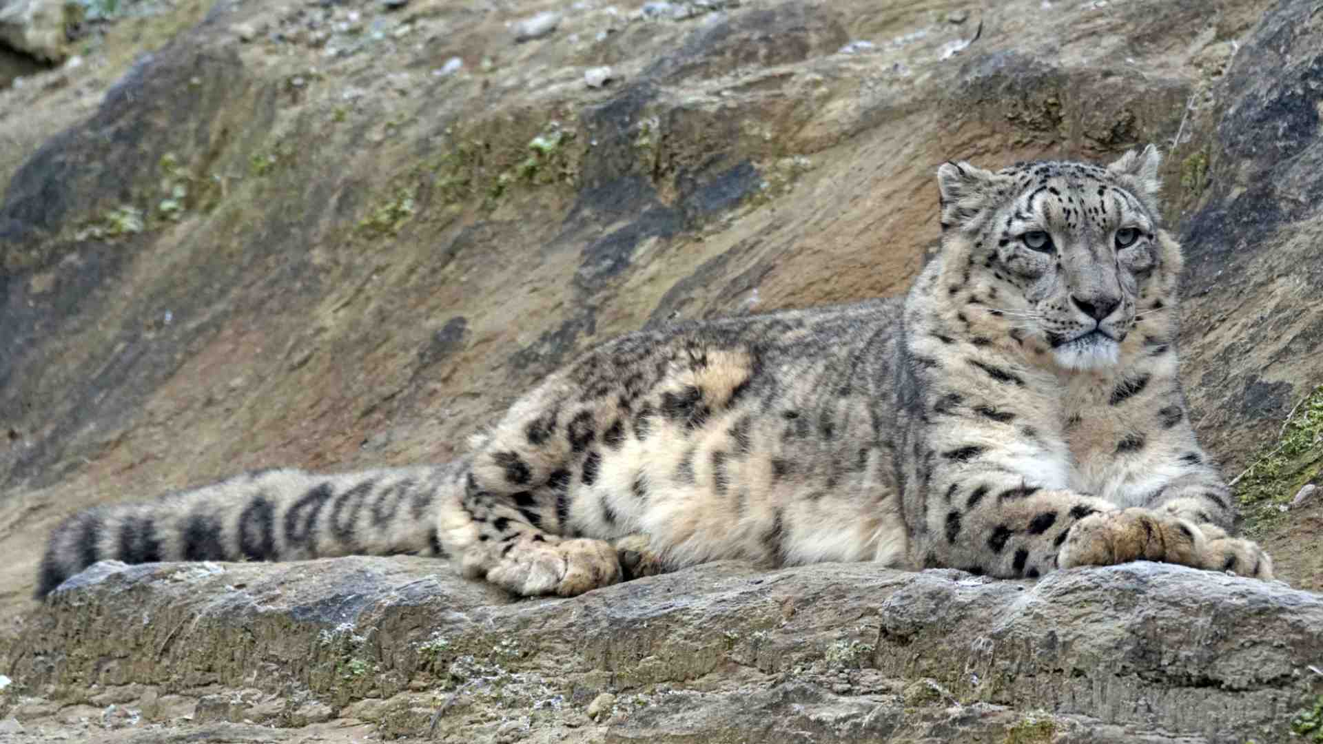 Snow Leopard