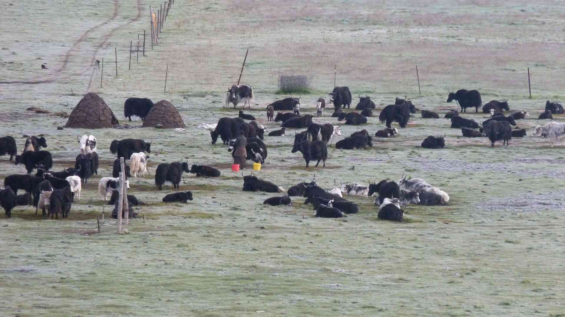Herds of yaks of the Tibetan nomads