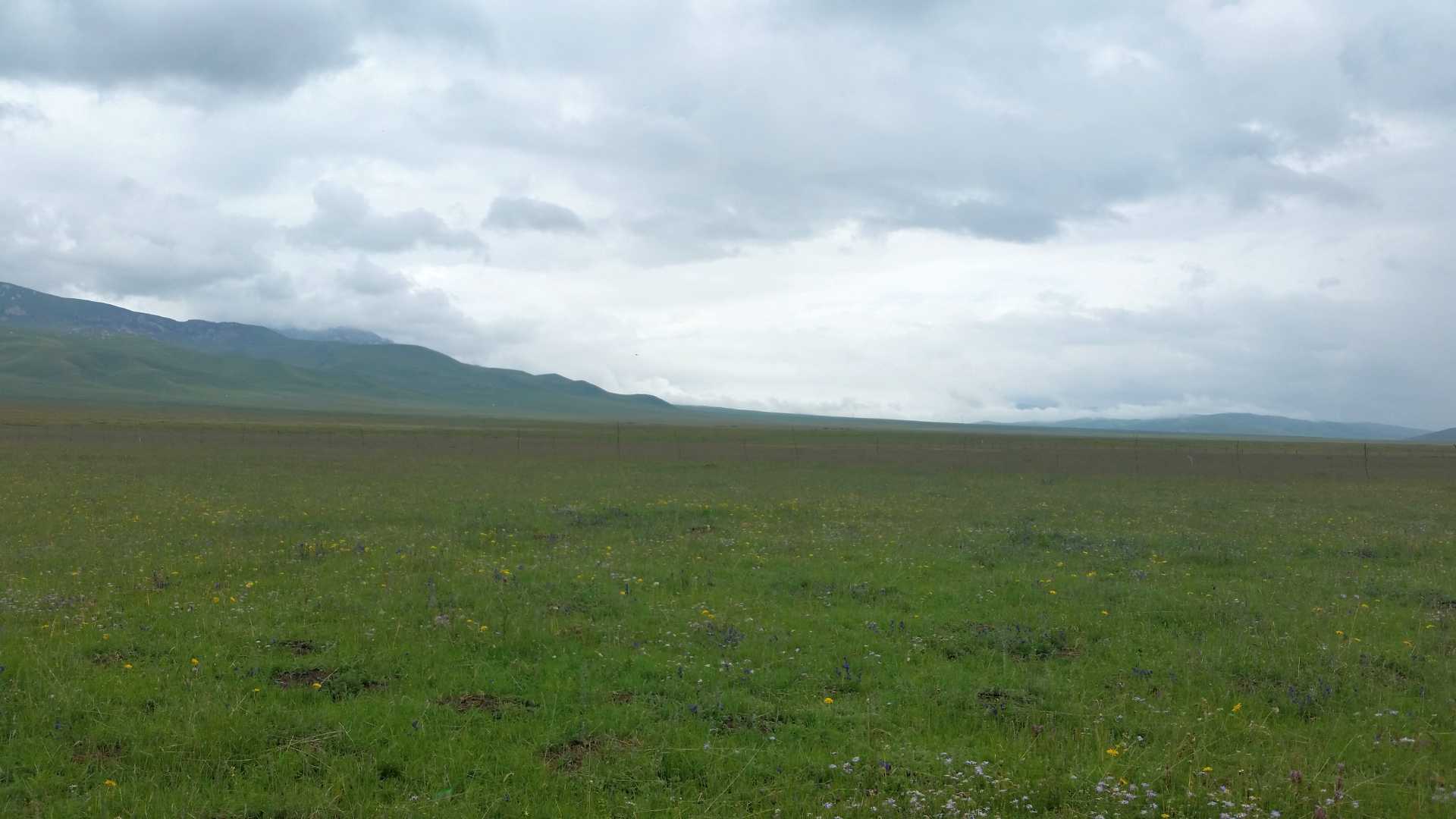 Zoige grassland
