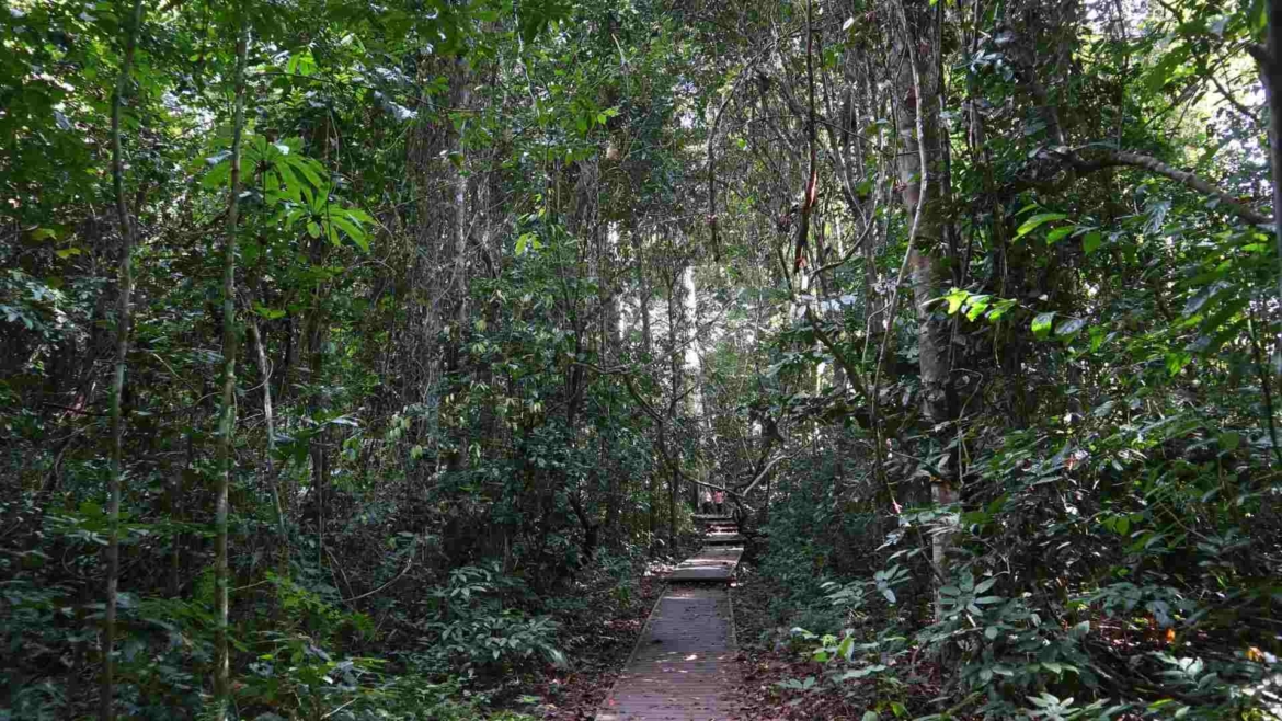 On the wooden path to Bukit Teresek