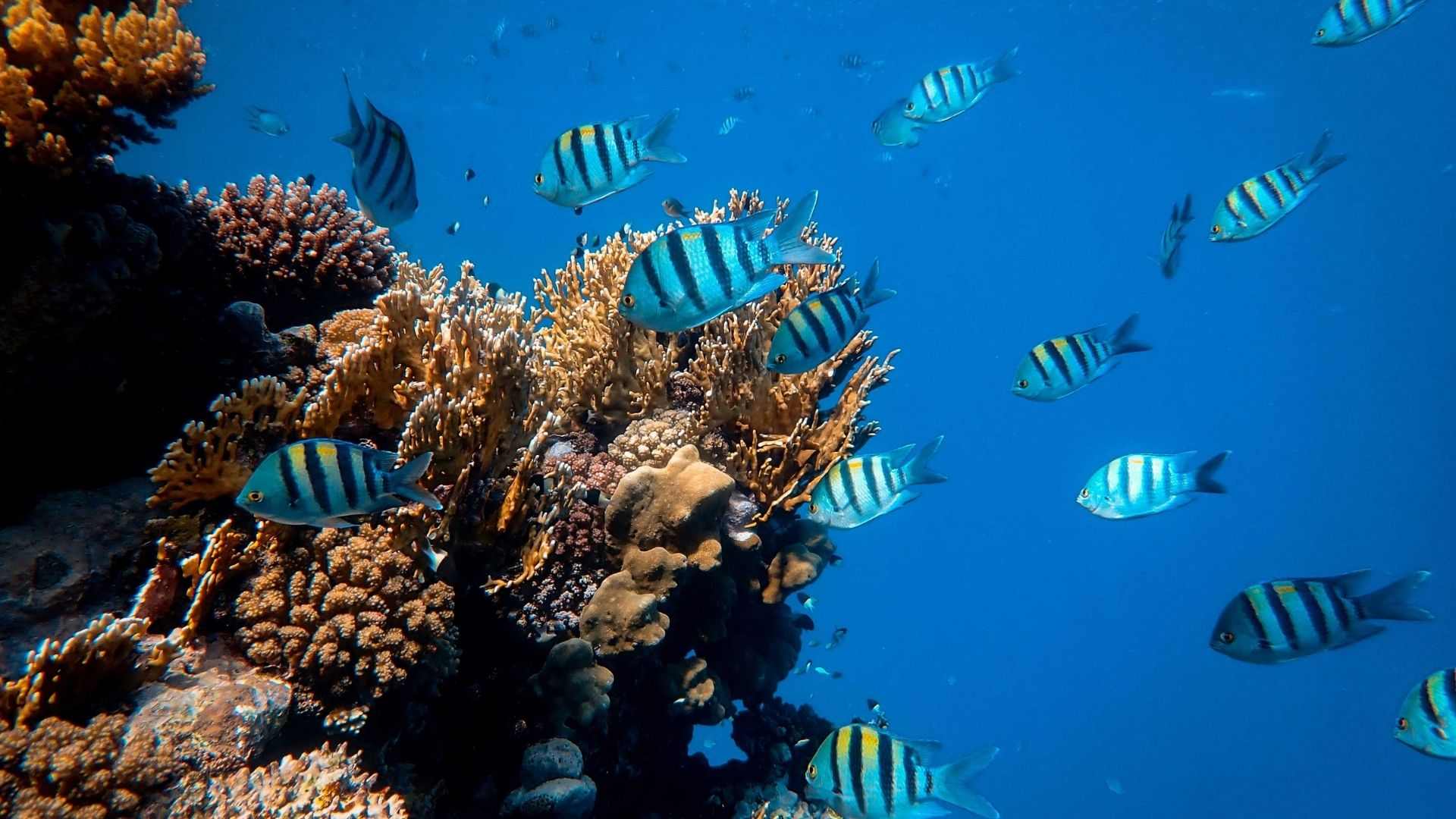 Red Sea underwater world- colors and shapes