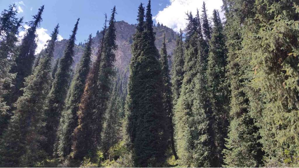 A trip to Kyrgyzstan- the fir-spruce forest of Terskey Alatau at Altyn Arashan