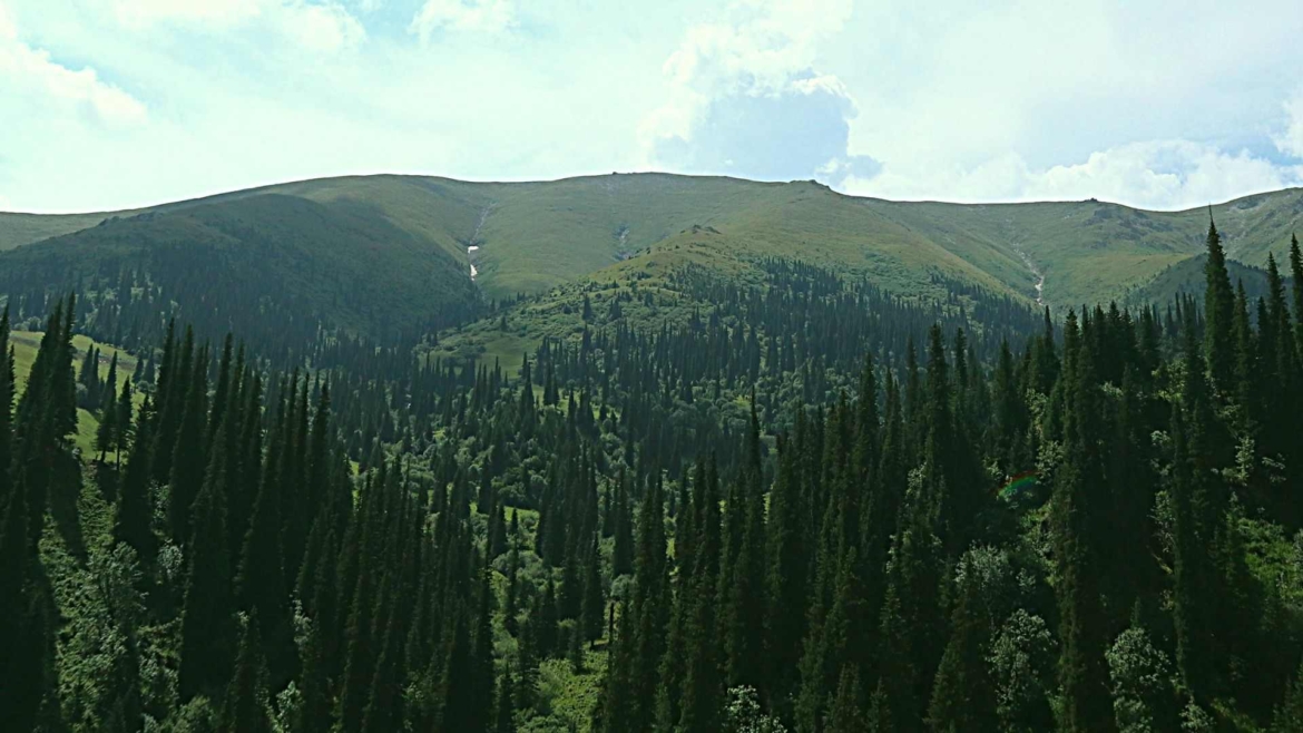 Xinjiang travel- Forest and grasslands along the Du Ku Highway