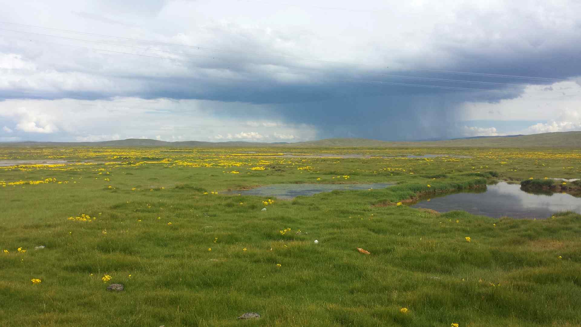 Summer in the grassland with distant rain, Madoi county