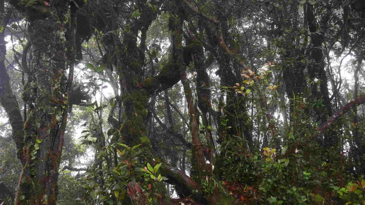 A view in the Mossy Forest