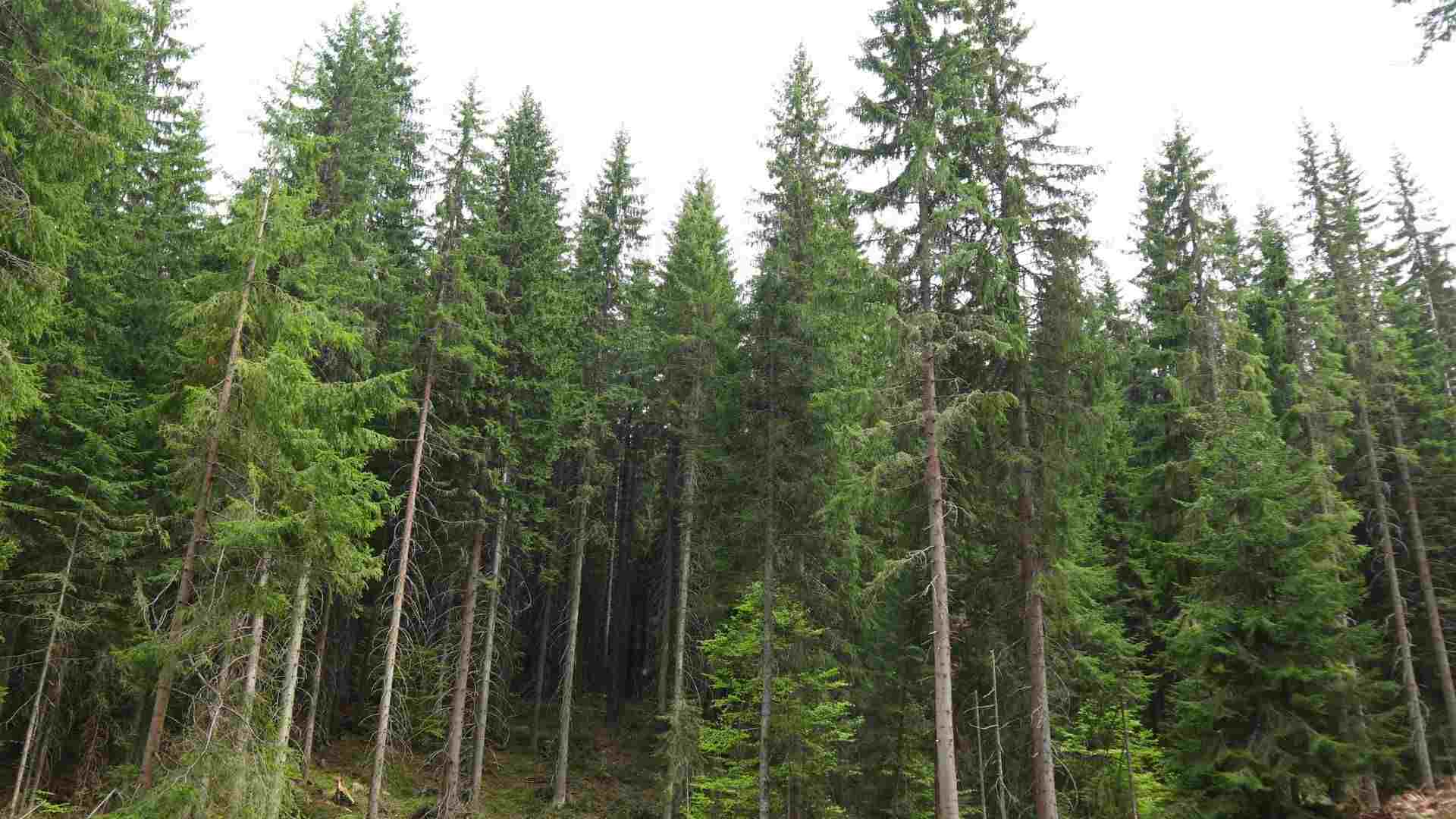 Dark alpine "taiga" forests west of Ravnogor Plain