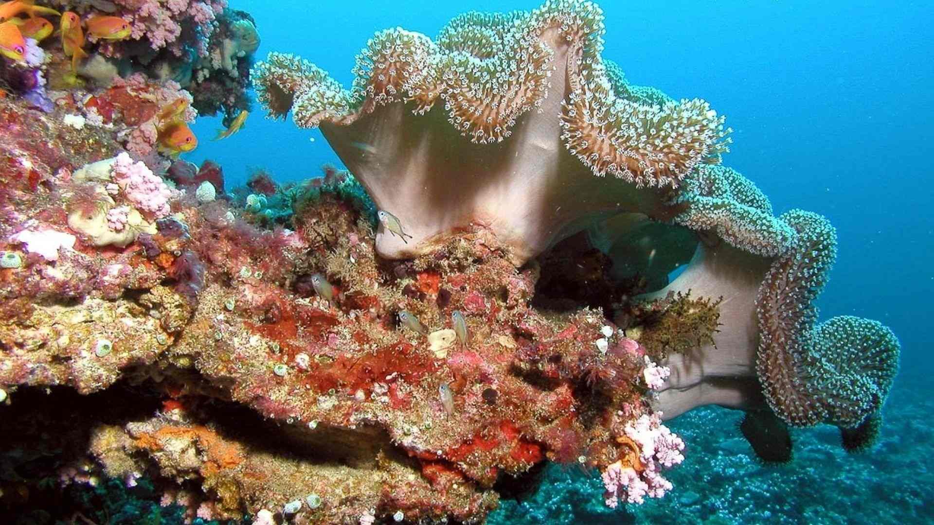Colors and shapes from a coral reef