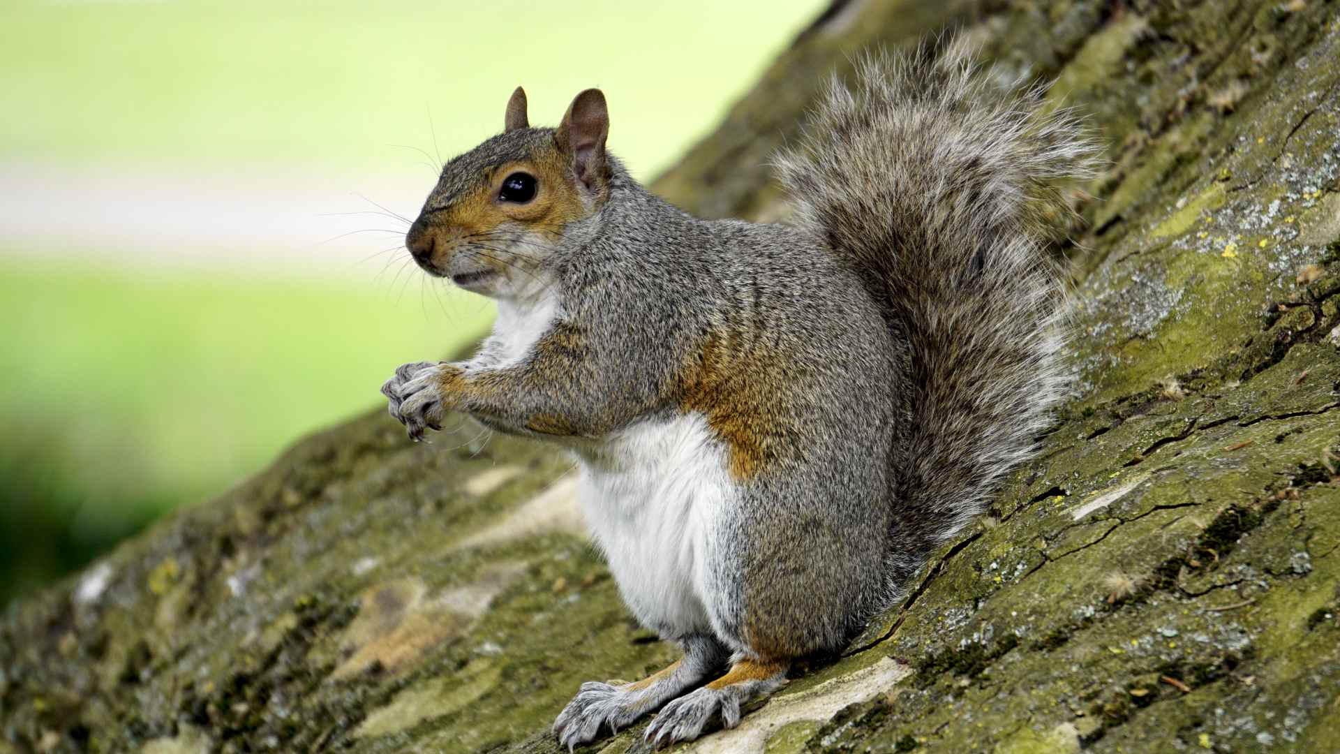 Eye-catching Kaibab squirrels