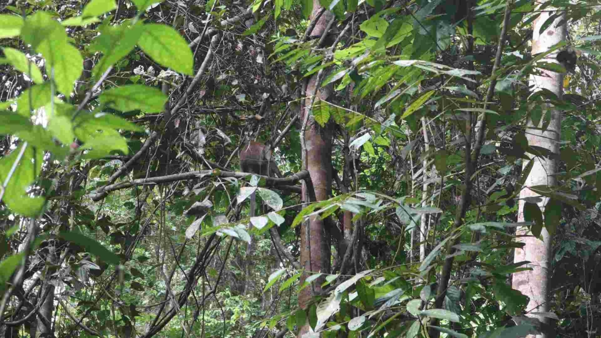 Someone is hiding in the jungle