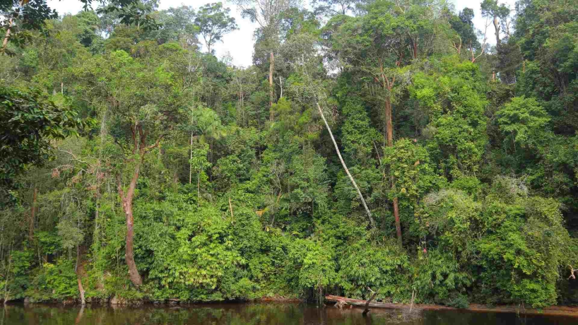 Equatorial rainforest