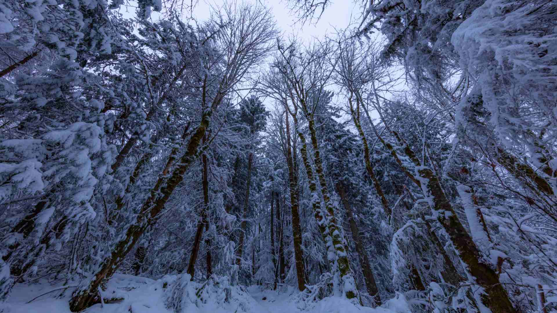 Squak Mountain Connector Trail, Seattle