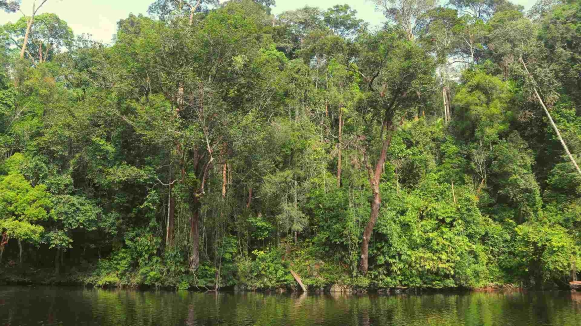Equatorial rainforest in Taman Negara