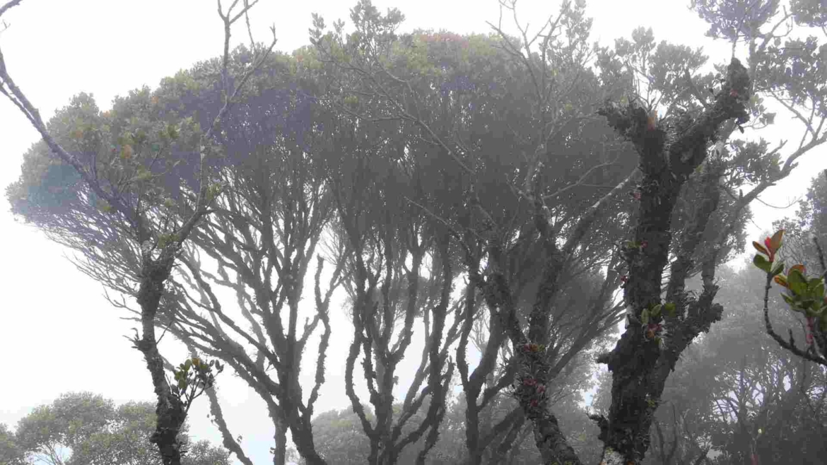 A tree in the Mossy Forest, Cameron Highlands