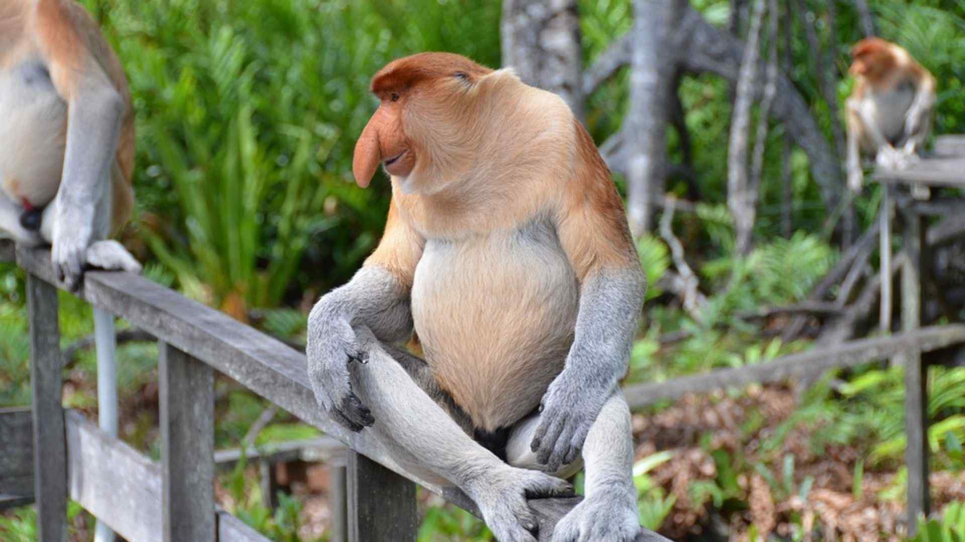 Proboscis Monkey from Bako