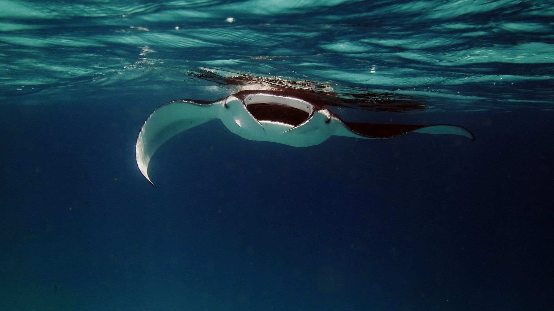 Meet a Manta Ray