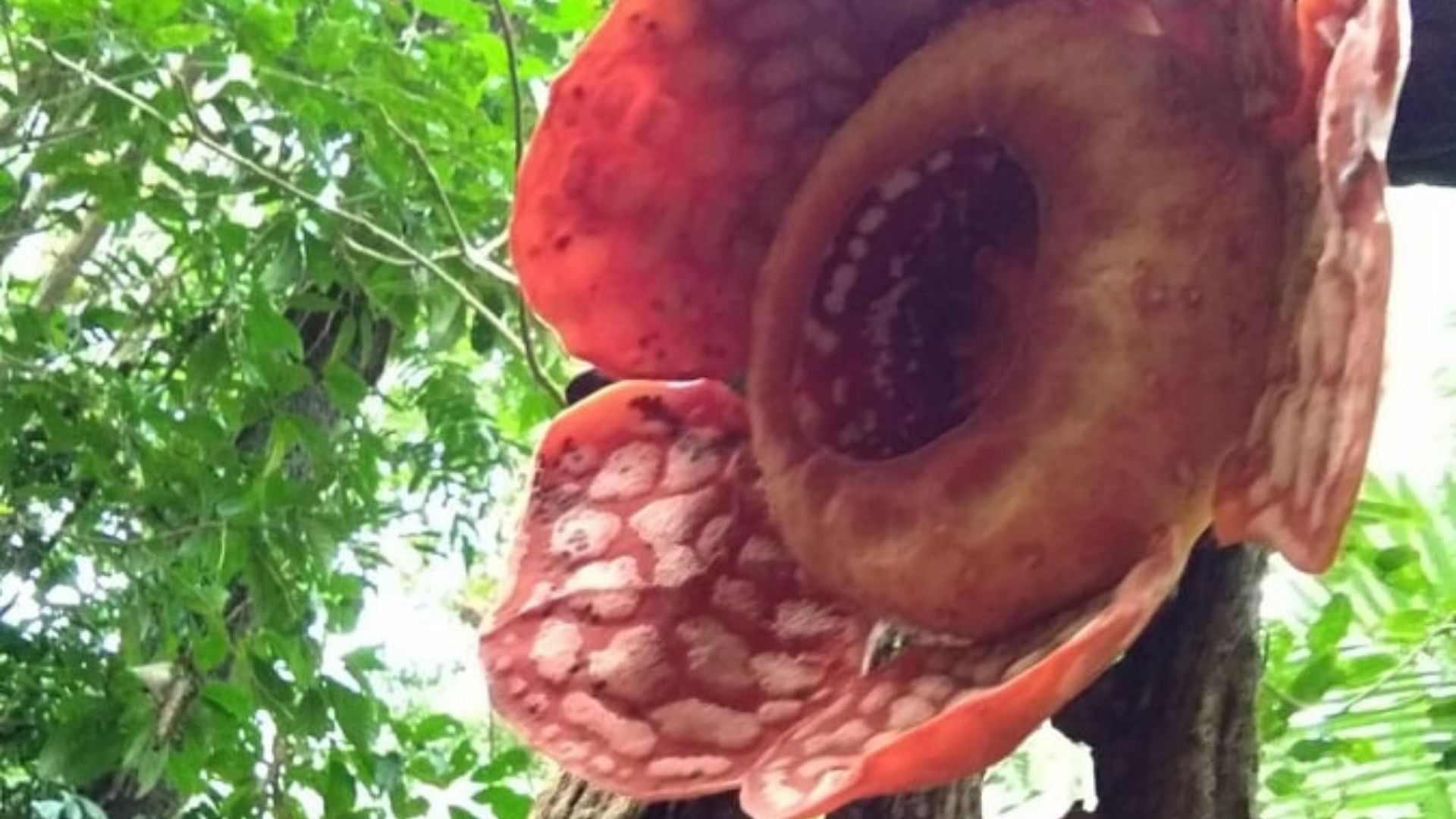 Rafflesia plant