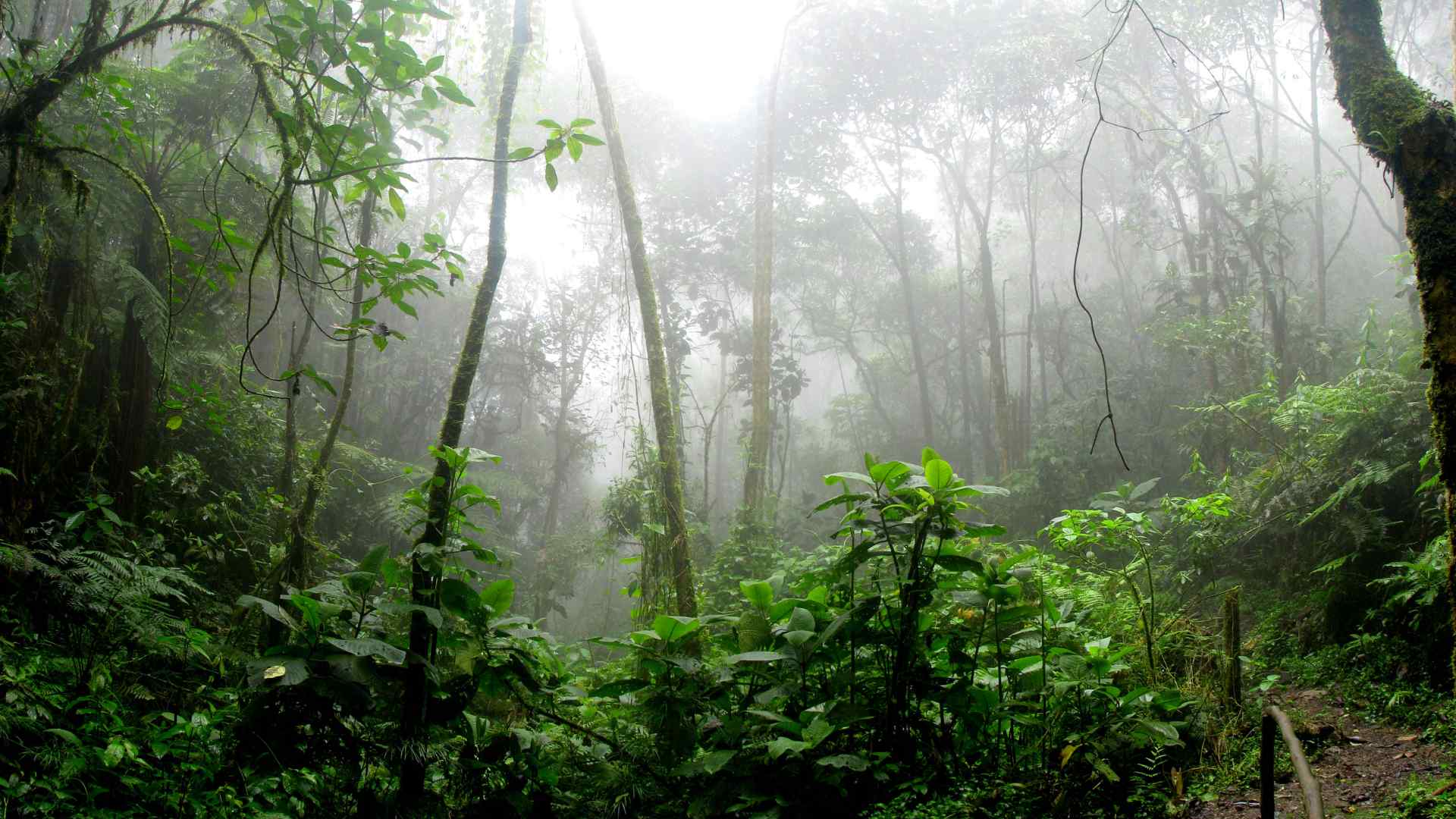 Guyana rainforest
