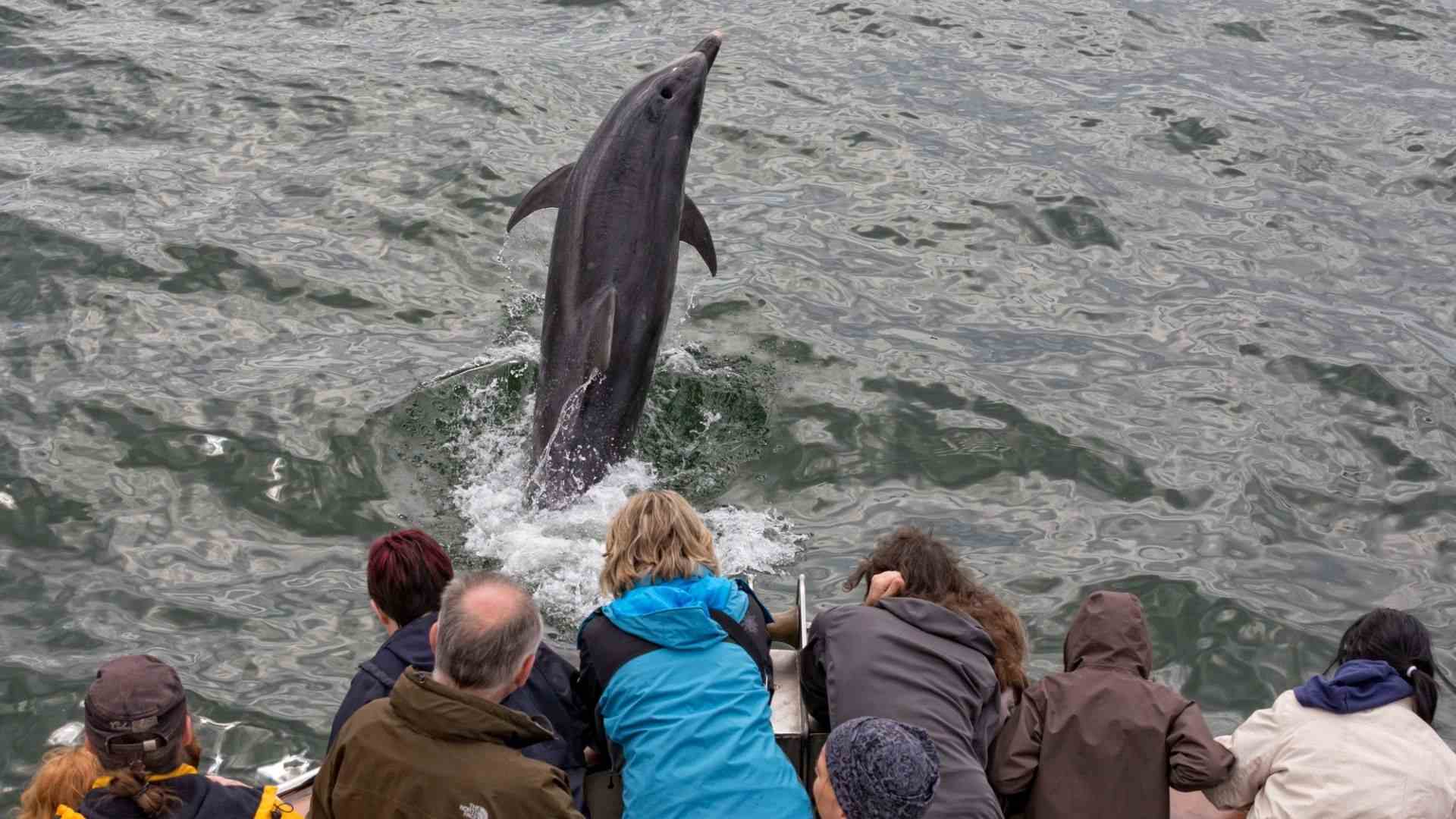 Dolphin Watching in the Atlantic Ocean