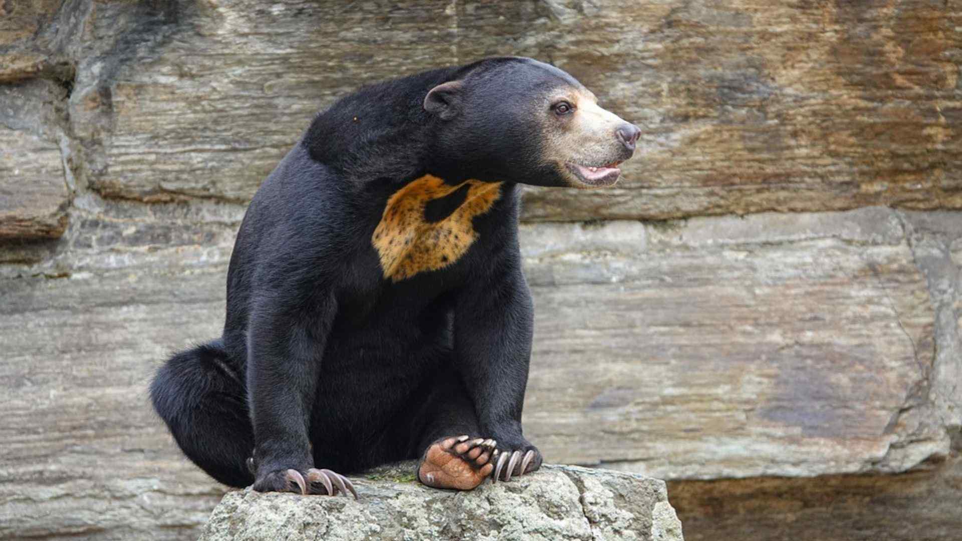 Borneo bear