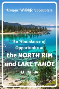 For those who want to observe wildlife- a guide to adventures at Lake Tahoe and the North Rim of the Grand Canyon, USA.