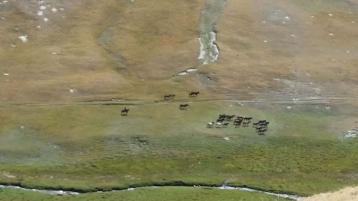 Tash Rabat, Kyrgyzstan, horses on the mountain grassland