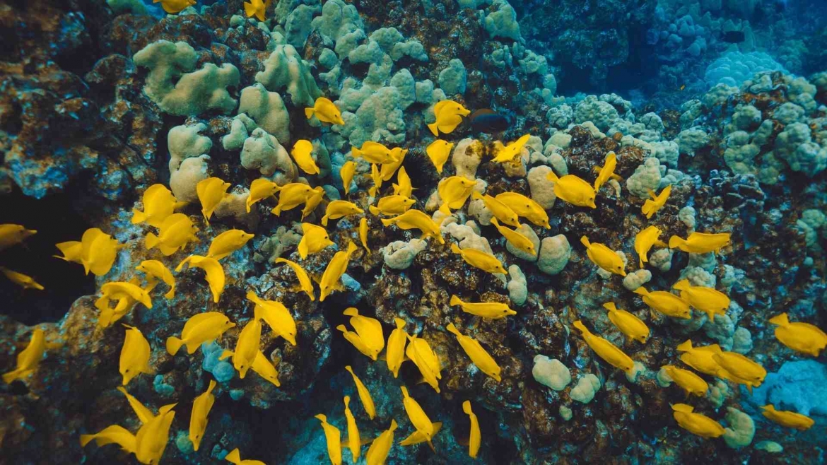 Coral underwater world- Pocklington Reef
