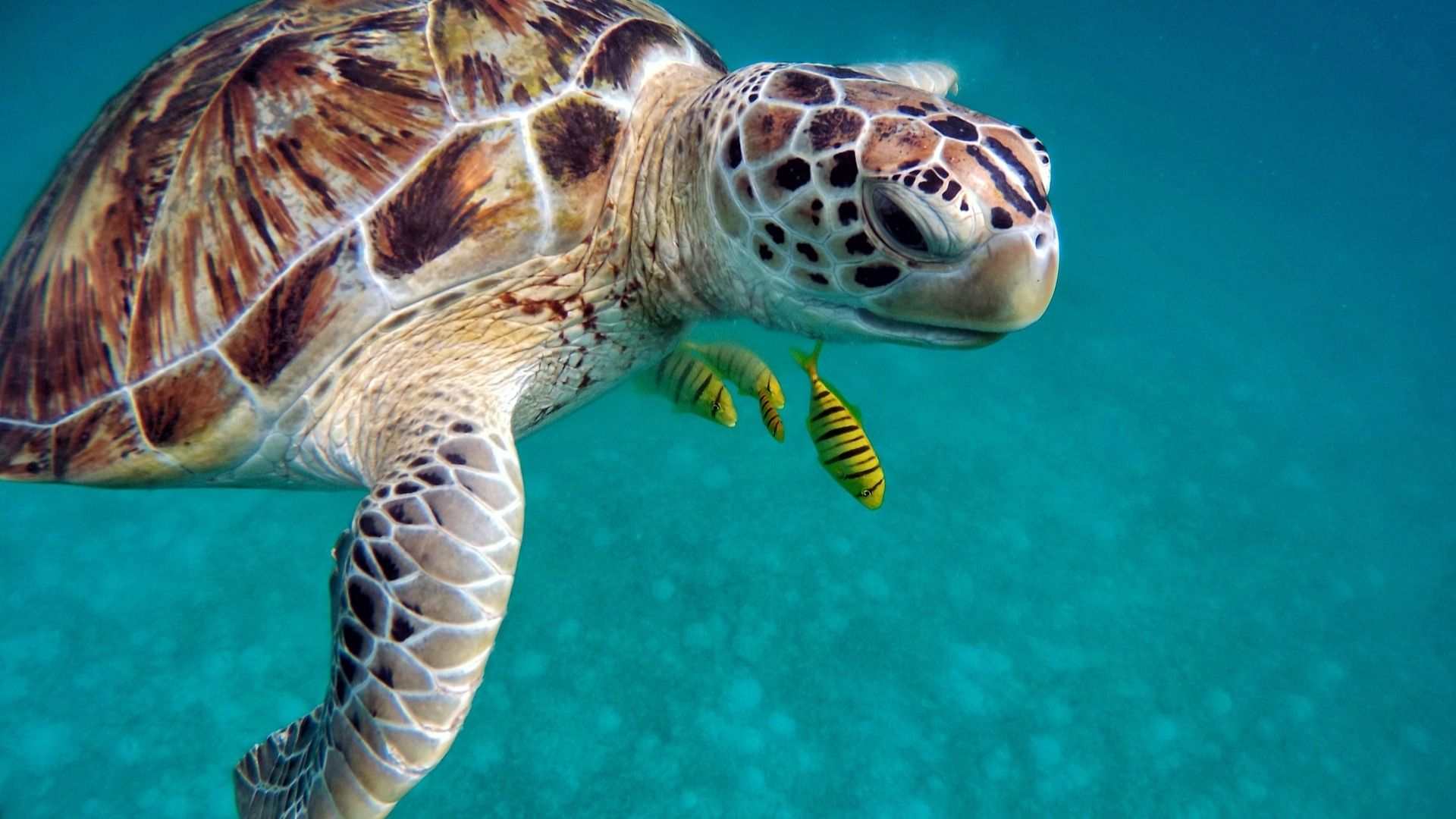 Meet a turtle underwater