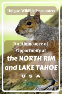 For those who want to observe wildlife- a guide to adventures at Lake Tahoe and the North Rim of the Grand Canyon, USA.