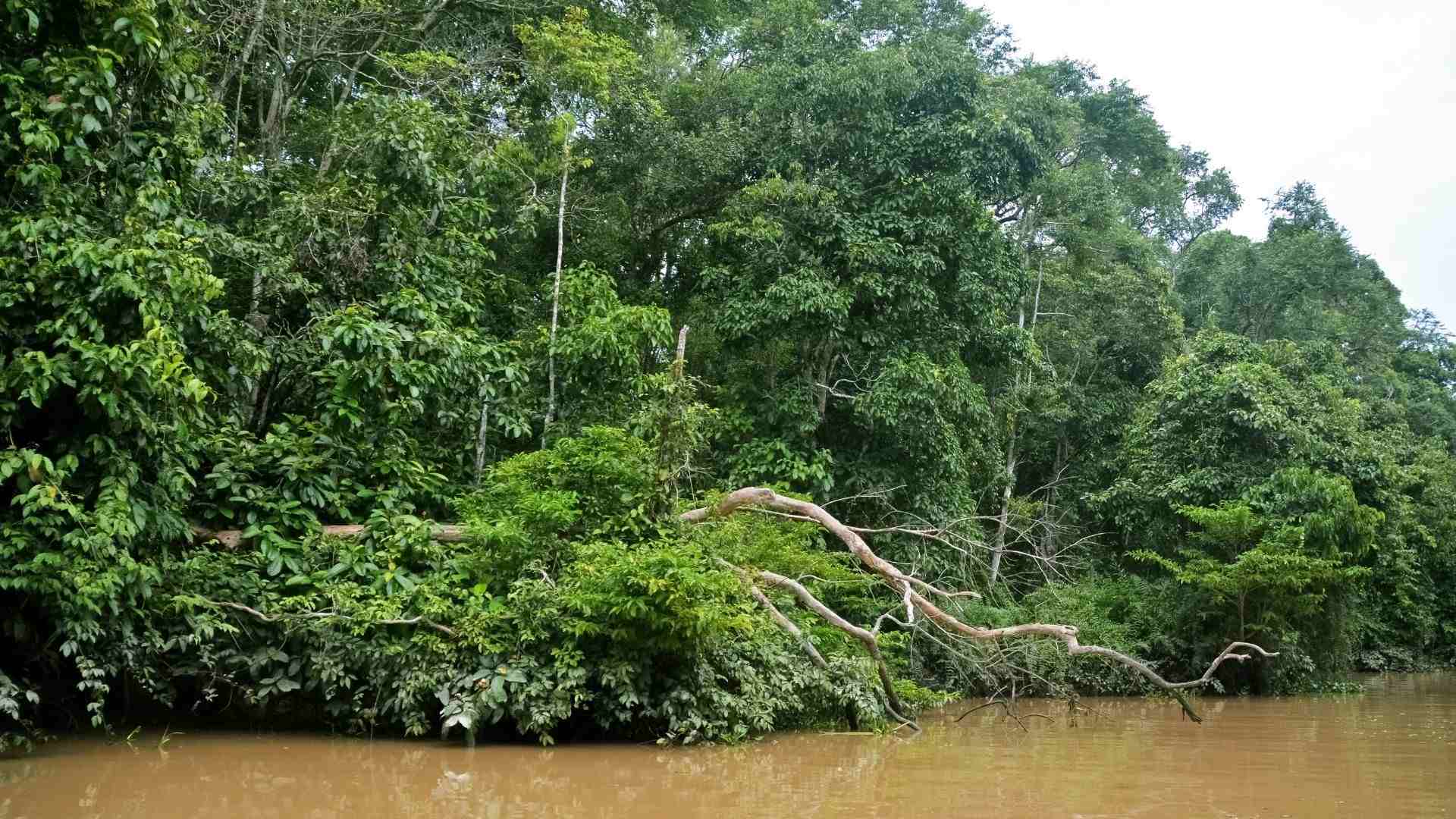 Kinabatangan River