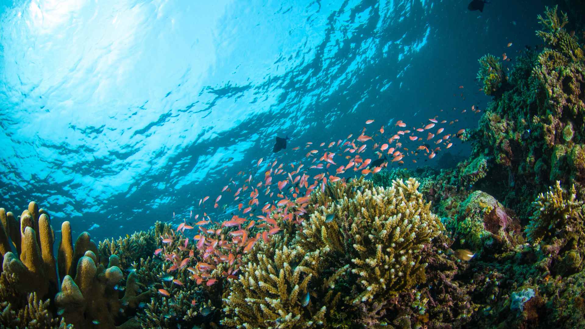 South Sulawesi underwater